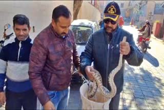 Forest Department Rescued Python in Nahan