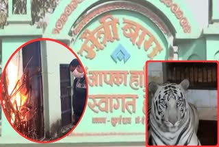 Bhilai Maitri Bagh Bonfire lit For tigers