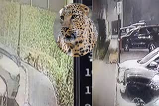 cctv leopard seen in Ludhiana