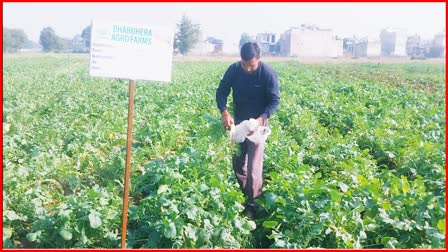 organic-farming-in-rewari-benefits-of-organic-farming-how-to-do-business-through-organic-farming