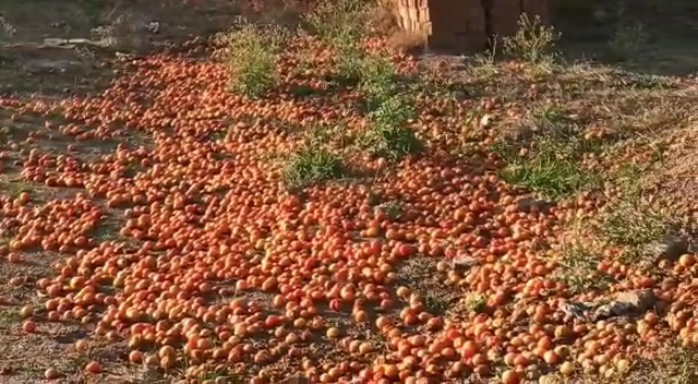 Tomato Crop Destroy By Jhulsa