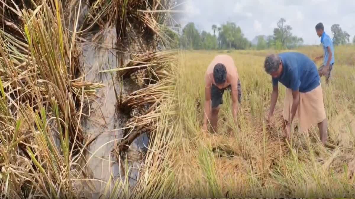 CROP DAMAGED BY UNSEASONAL RAINS