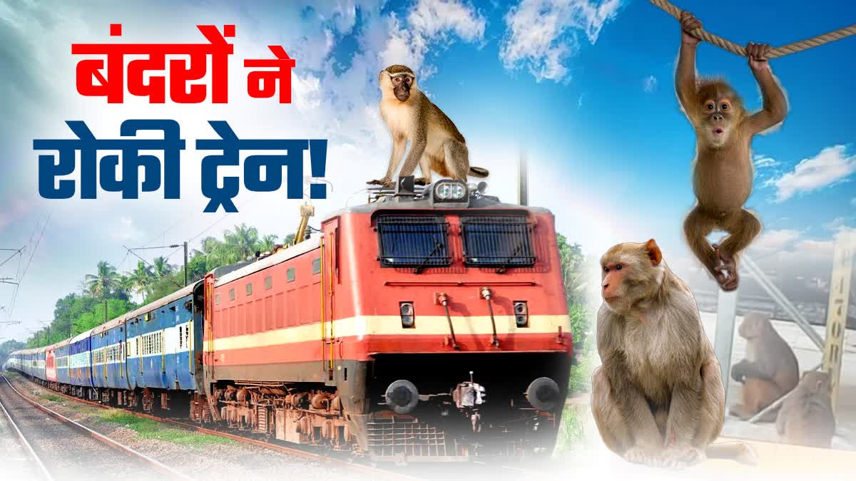 Two Monkeys Fight At Samastipur Junction