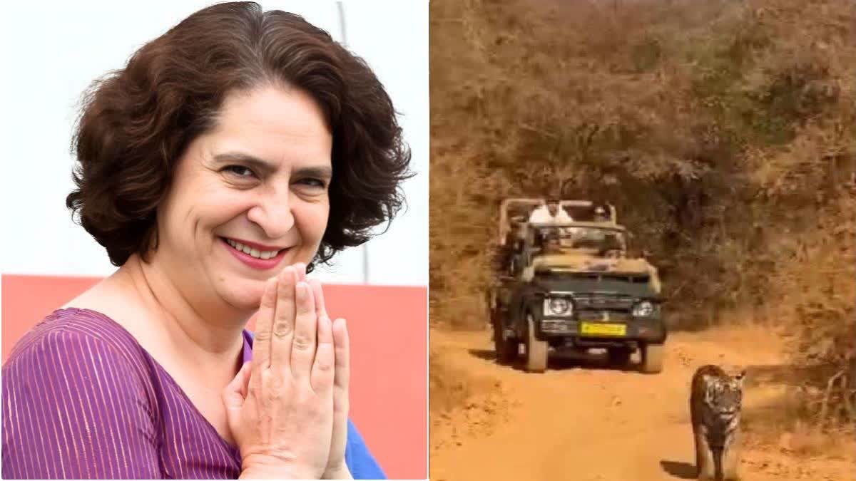 Priyanka Gandhi Enjoys Tiger Safari At Ranthambore, Sights 'Riddhi' With Daughter 'Mahi'