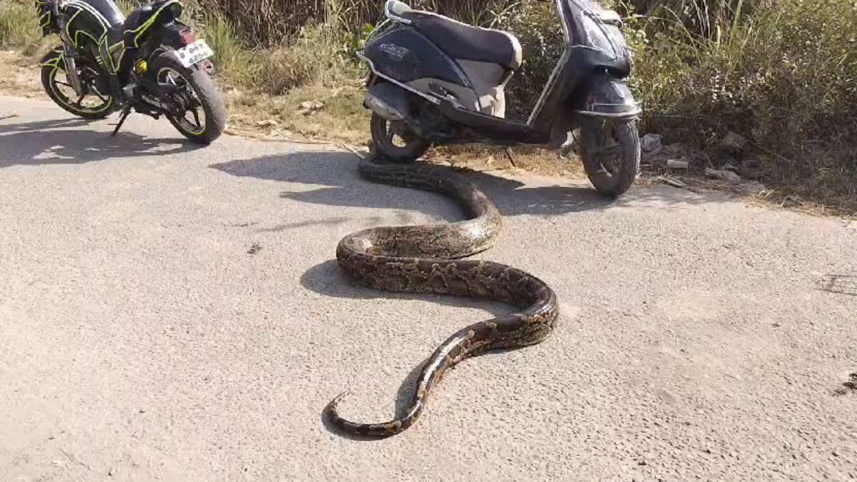 Python Found in Haridwar