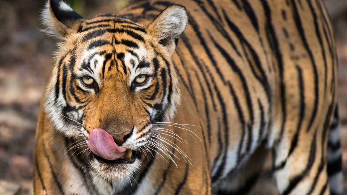 PANNA TIGER STROLLING ON ROAD