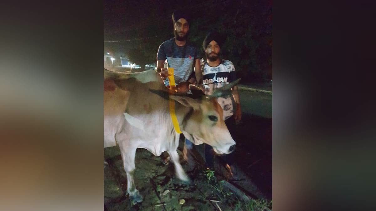 Fluorescent Tapes Tied On Stray Animals To Prevent Road Accidents In Pilibhit