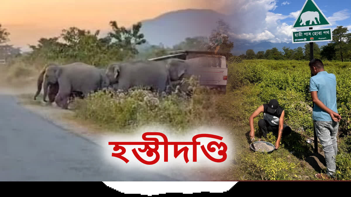 Elephant terror in Assam