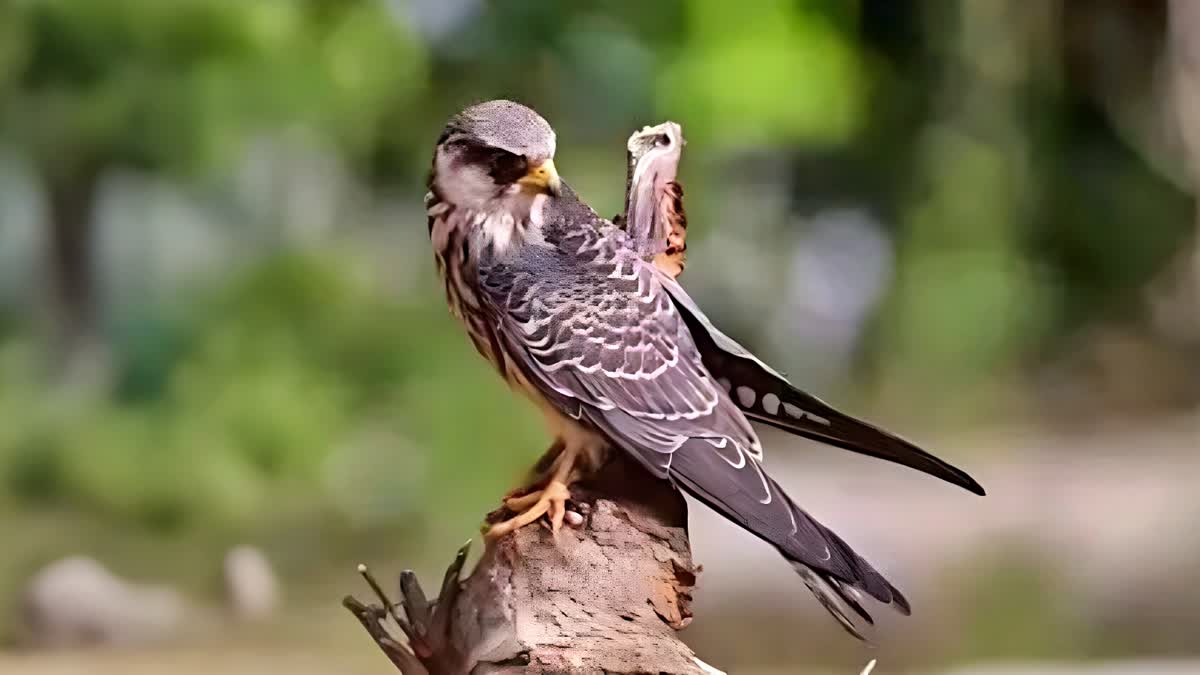 FALCONS FROM MANIPUR TO AFRICA  AMUR FALCONS JOURNEY  അമുർ ഫാൽക്കണ്‍ പക്ഷികള്‍  ഫാല്‍ക്കണ്‍ പക്ഷി അവിശ്വസിനീയ യാത്ര