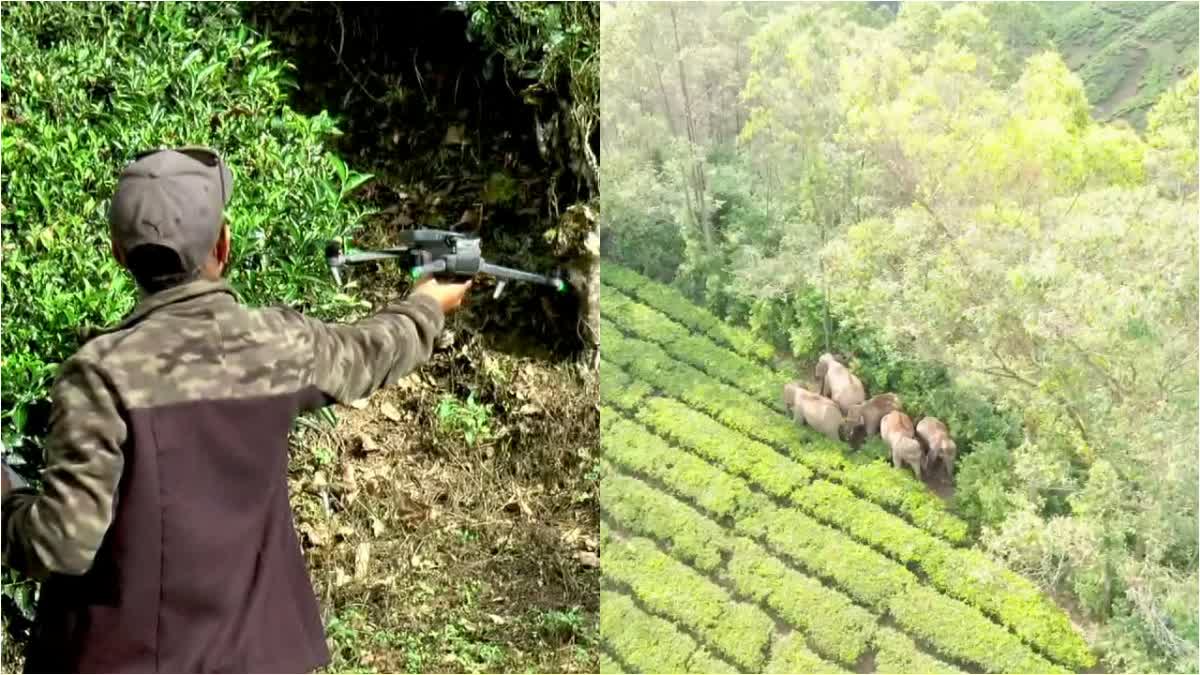 മൂന്നാർ കാട്ടാനശല്യം  FOREST DEPARTMENT  WILD ELEPHANTS IN MUNNAR  drone surveillance