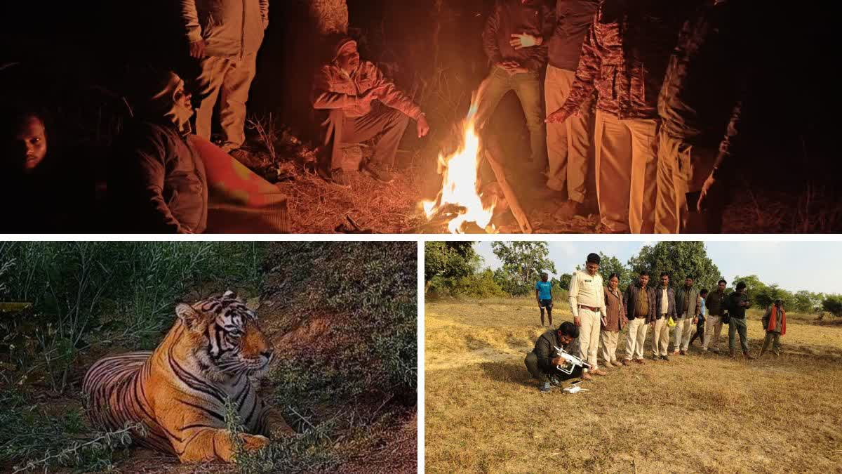 Tiger footprint found in Bhauta