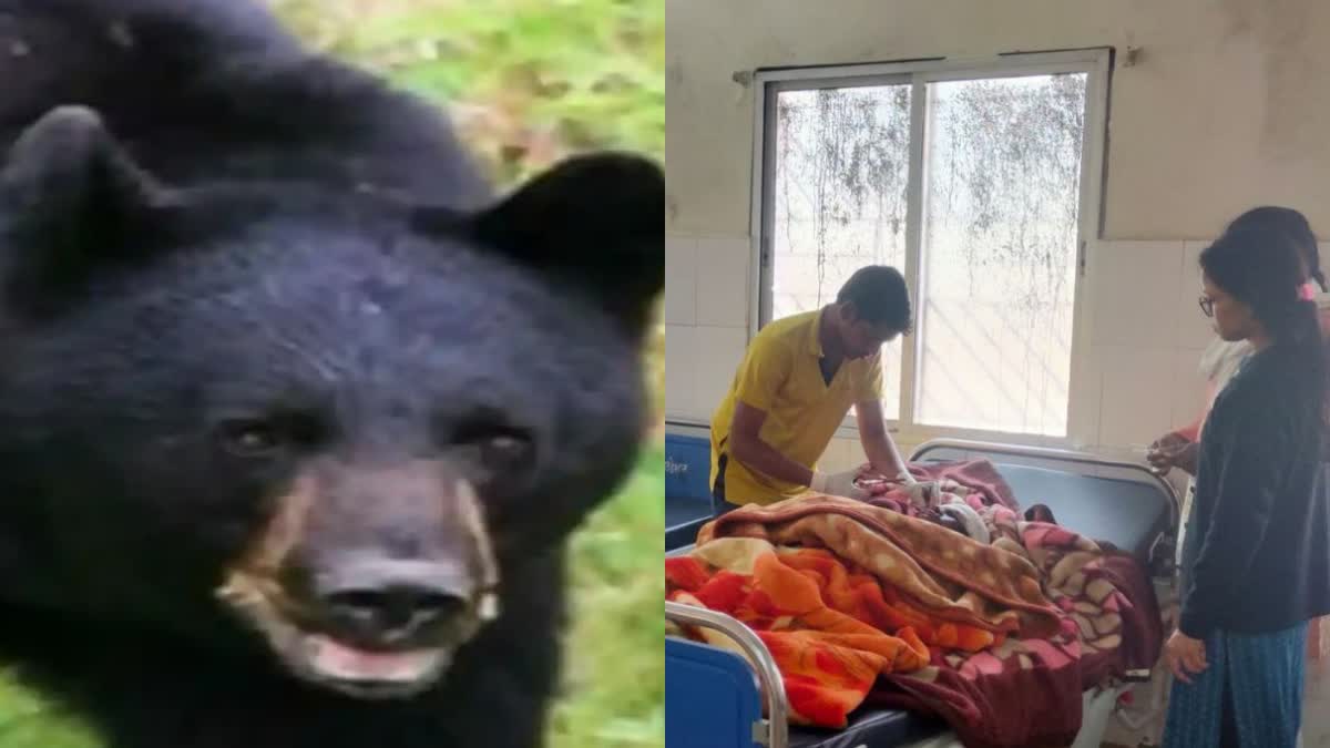 Woman injured in wild bear attack in Gumla