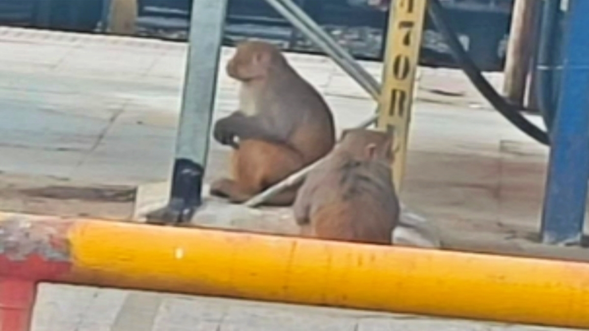 Two Monkeys Fight At Samastipur Junction