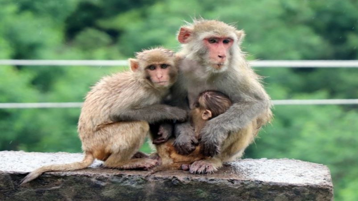 Monkeys taking rest