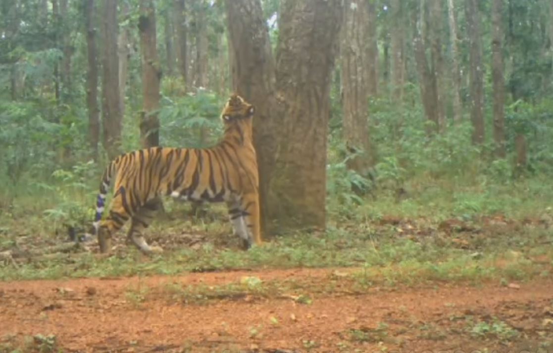 ODISHA TIGERS