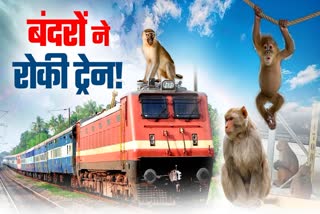 Two Monkeys Fight At Samastipur Junction