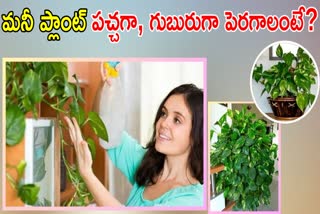 Tips to Grow Money Plant