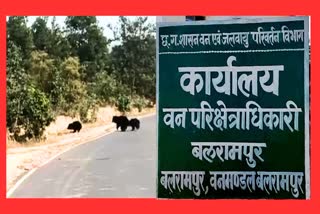 MANY BEARS SEEN IN BALRAMPUR