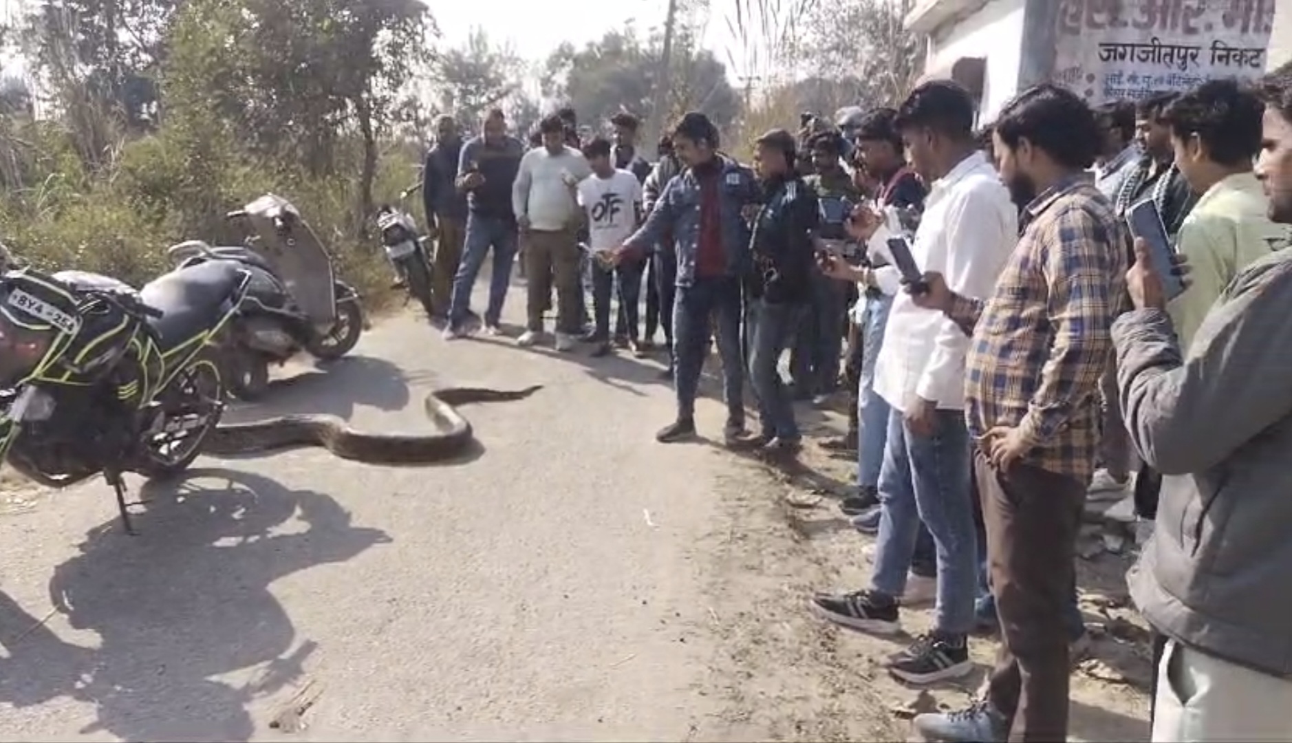 Python Found in Haridwar