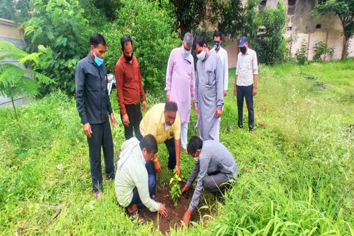 People planted saplings