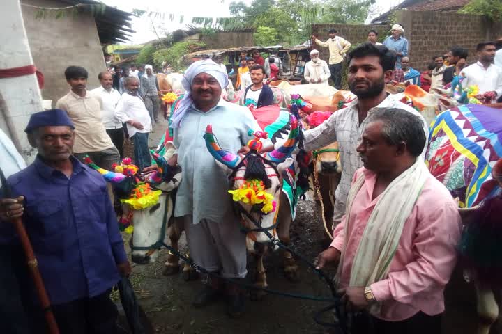 Oxen worshiped on pola festival