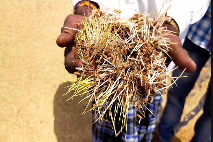 Grain soaked with un seasonal  rains, grain loss due to rains 