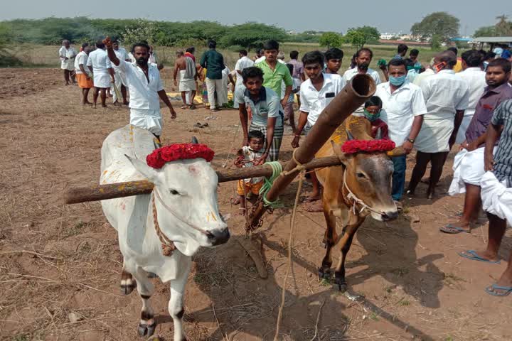 விவசாயம் செழிக்க நடைபெற்ற நல்லேறு பூட்டும் நிகழ்வு