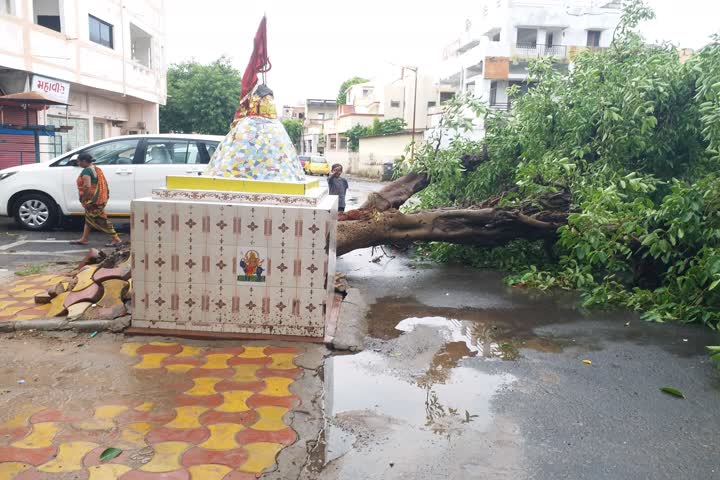 અમદાવાદના જુના વાડજ વિસ્તારમાં ભારે વરસાદને કારણે વૃક્ષ ધરાશાયી થયું