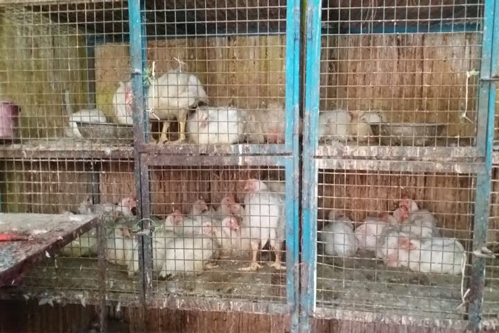 corona virus affected on chicken market