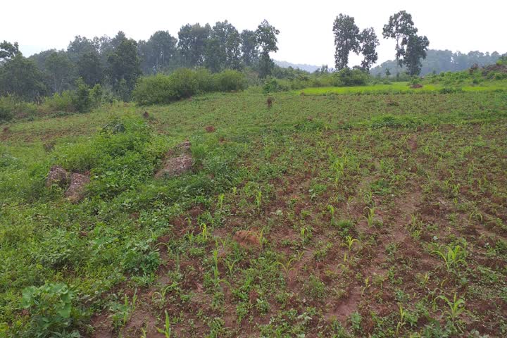 Doing farming in jashpur