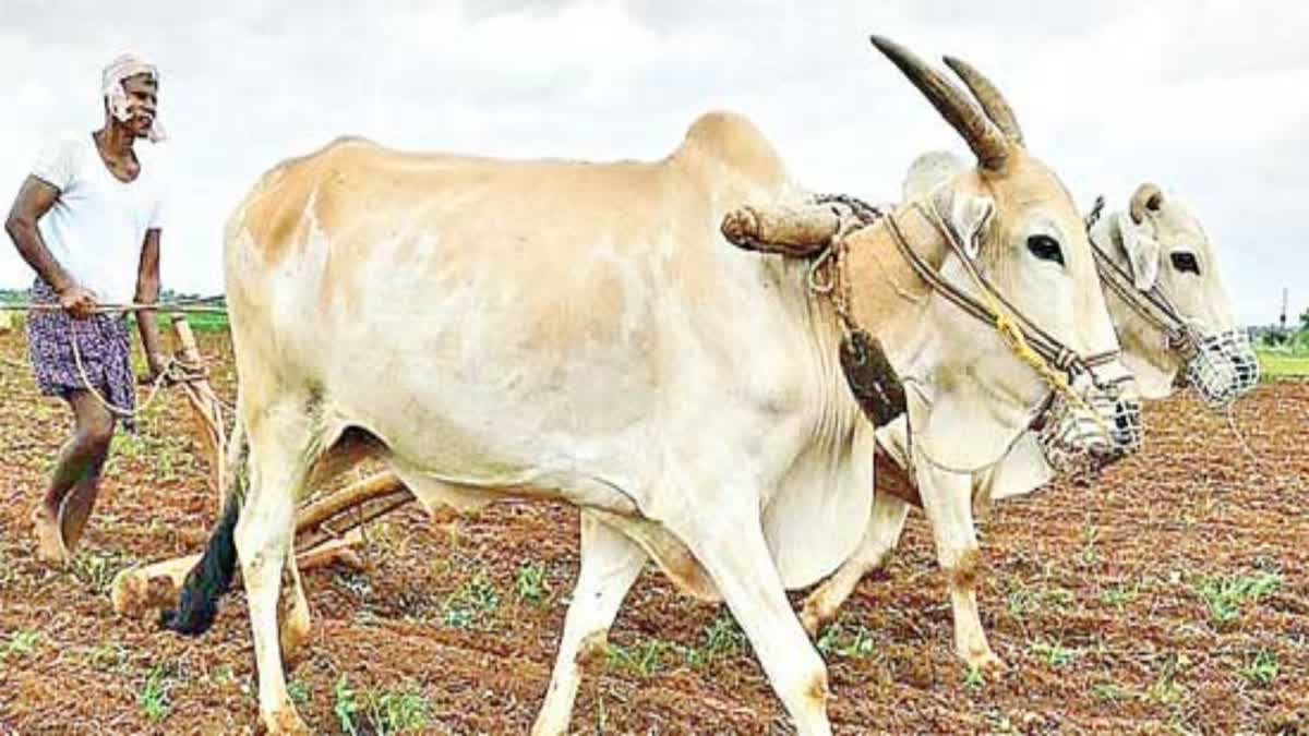 Rain Effect On Yasangi Cultivation