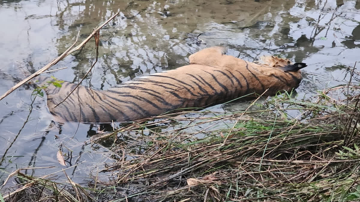 Tiger death in Lakhimpur Kheri