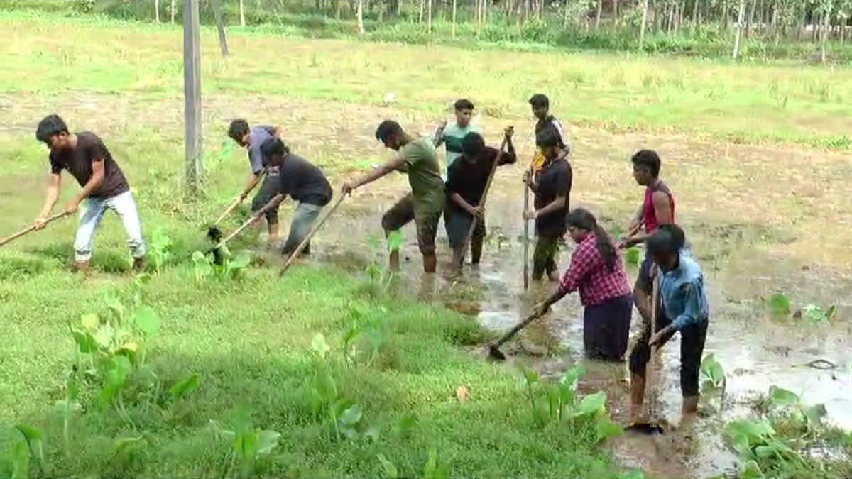 barren land  cultivation  Students cultivation  നിര്‍മ്മല കോളജ്‌  Nirmala College  കൃഷി  agriculture