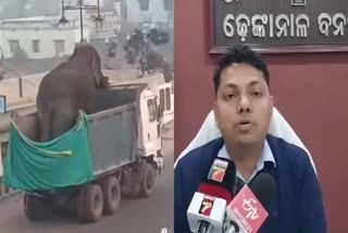 Elephant Died In Rescue Centre