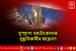 Lesser Adjutant injured in miscreant attack in Khowang