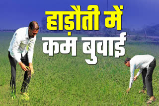 sowing is 10 percent less in kota divison