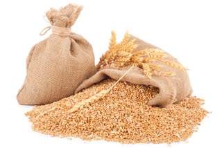 Confusion over purchase of wheat in MP