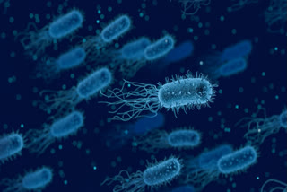 scientists has discovered 35 new species of bacteria