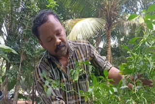 Expatriate Farmer Najeeb  Najeeb Organic Farming  പ്രവാസി കര്‍ഷകന്‍  നജീബ് കൃഷി