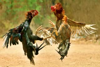 Cockfights in eve of Sankranti Festival