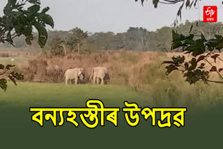 Elephant in Nalbari