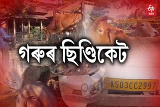Cattle Syndicate in Assam