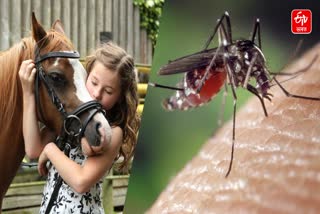 All about western equine encephalitis