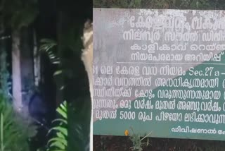 നിലമ്പൂരില്‍ കരടി  Bear In Nimbur  wild Bear in Nilambur  നിലമ്പൂരില്‍ കരടി ഇറങ്ങി