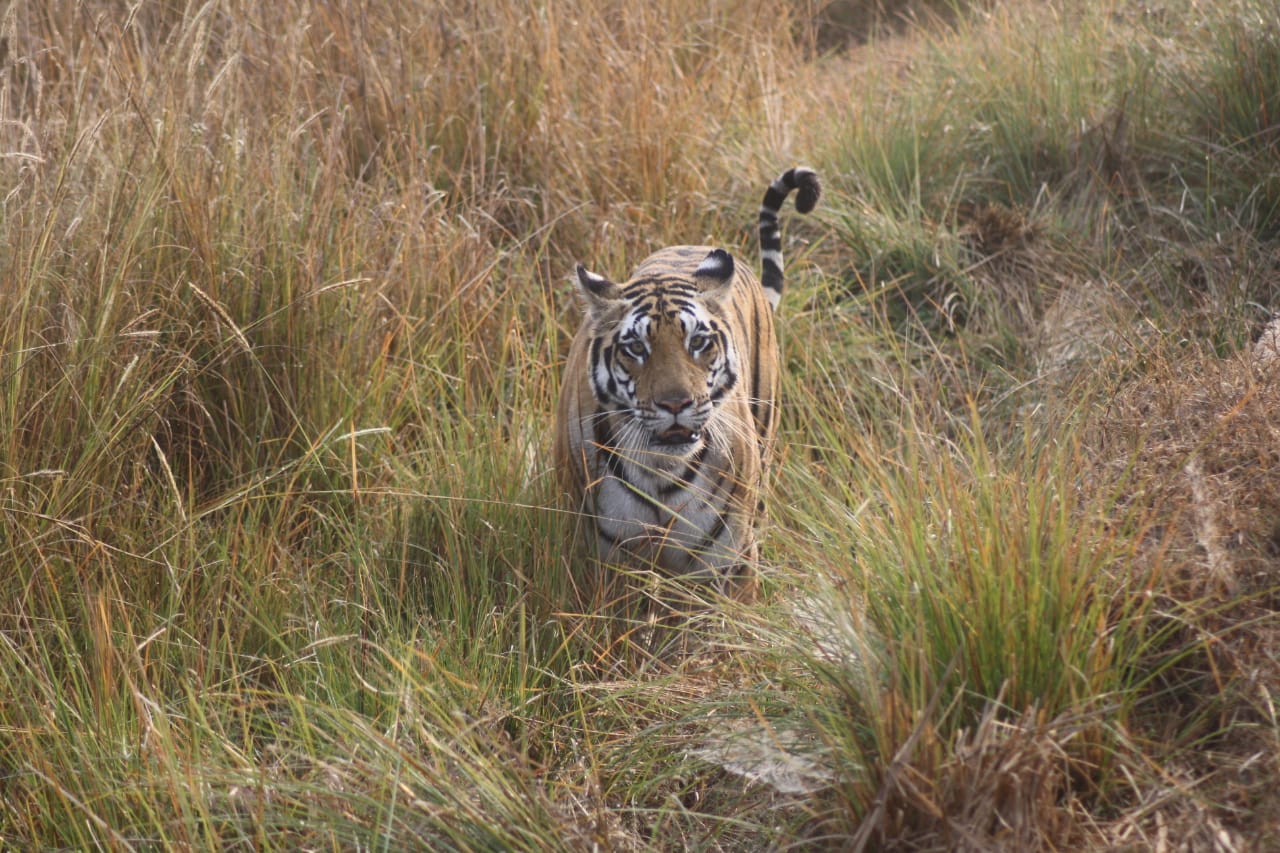 Kanha tiger reserve