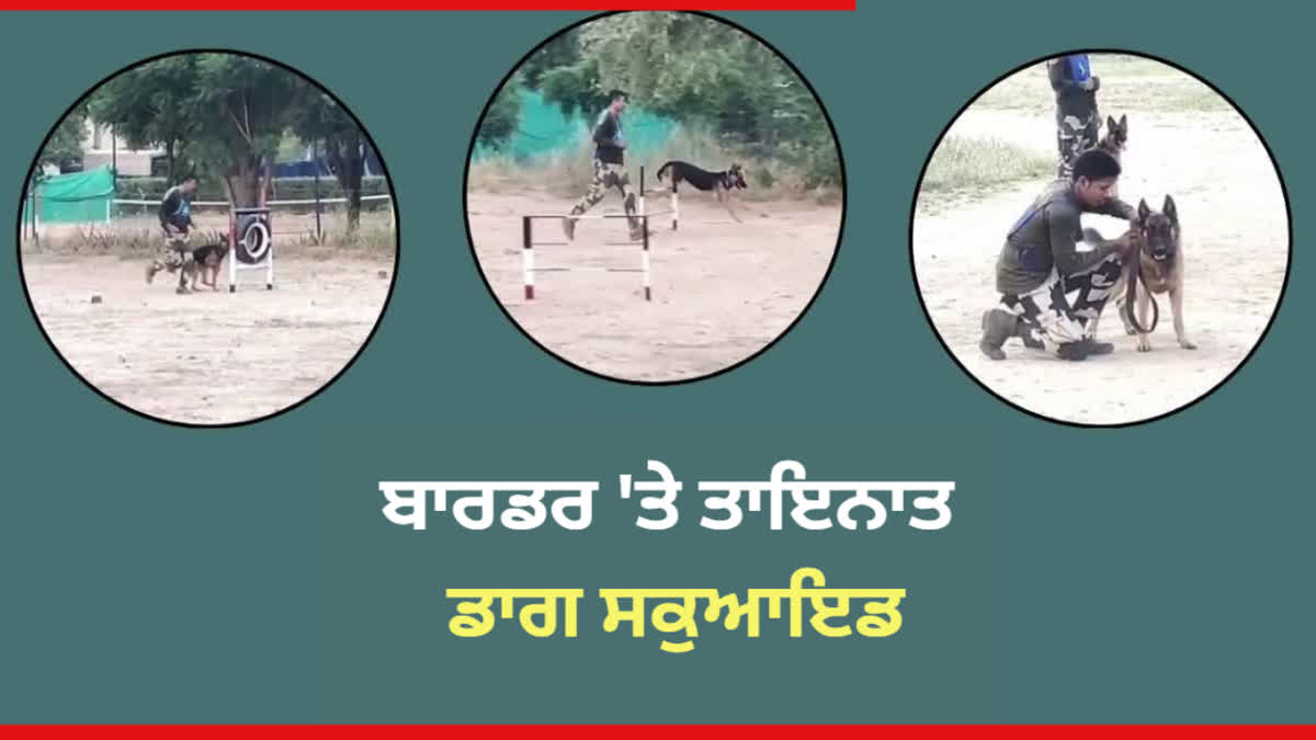 Dogs will assist BSF in border security, training is being given in Bikaner