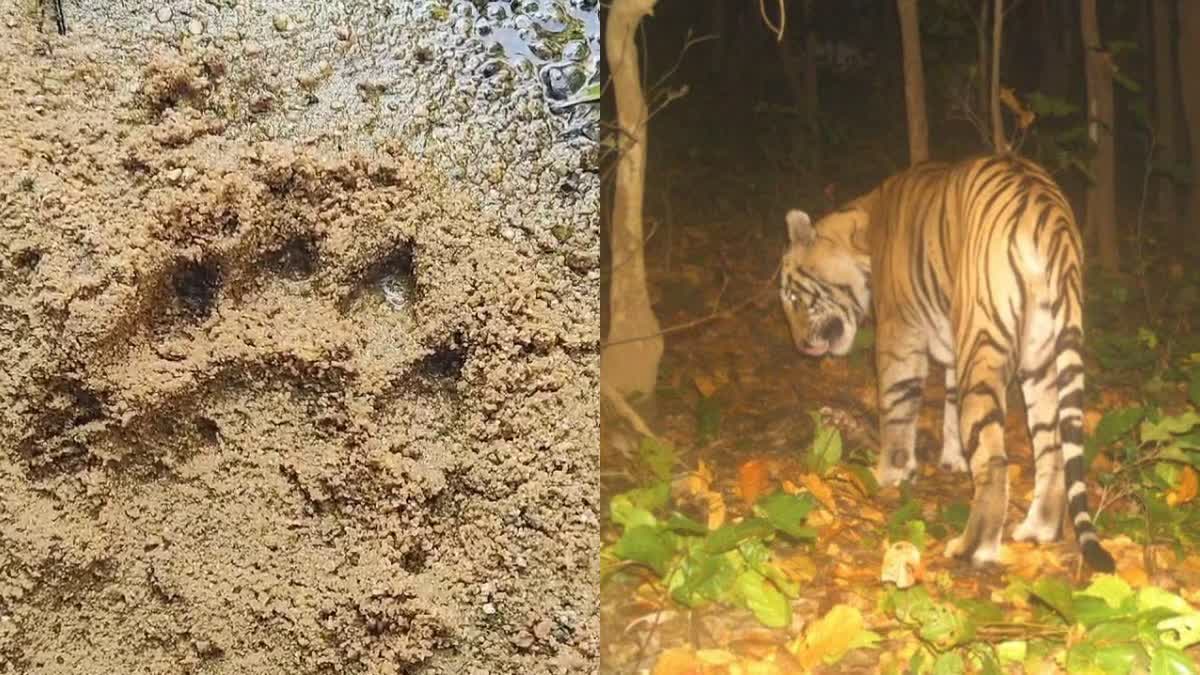 Tiger in Garhwa