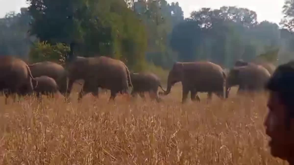 villagers-are-scared-of-wild-elephants-in-khunti