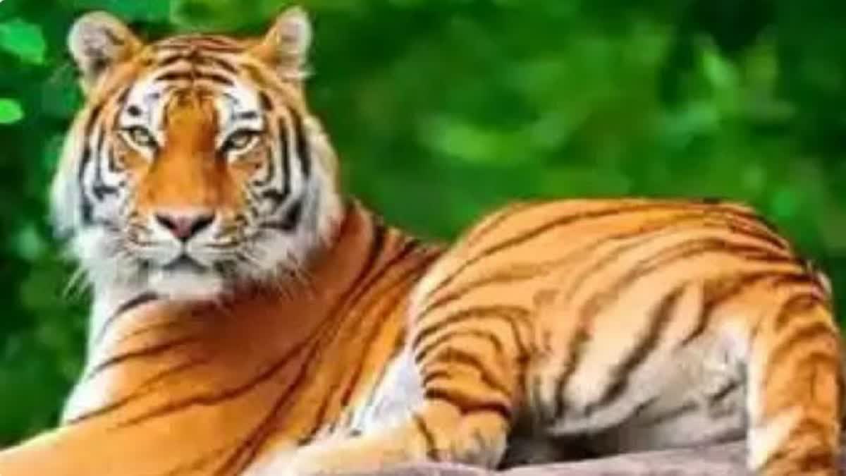 TIGER FOUND DEAD IN CHAMPAWAT