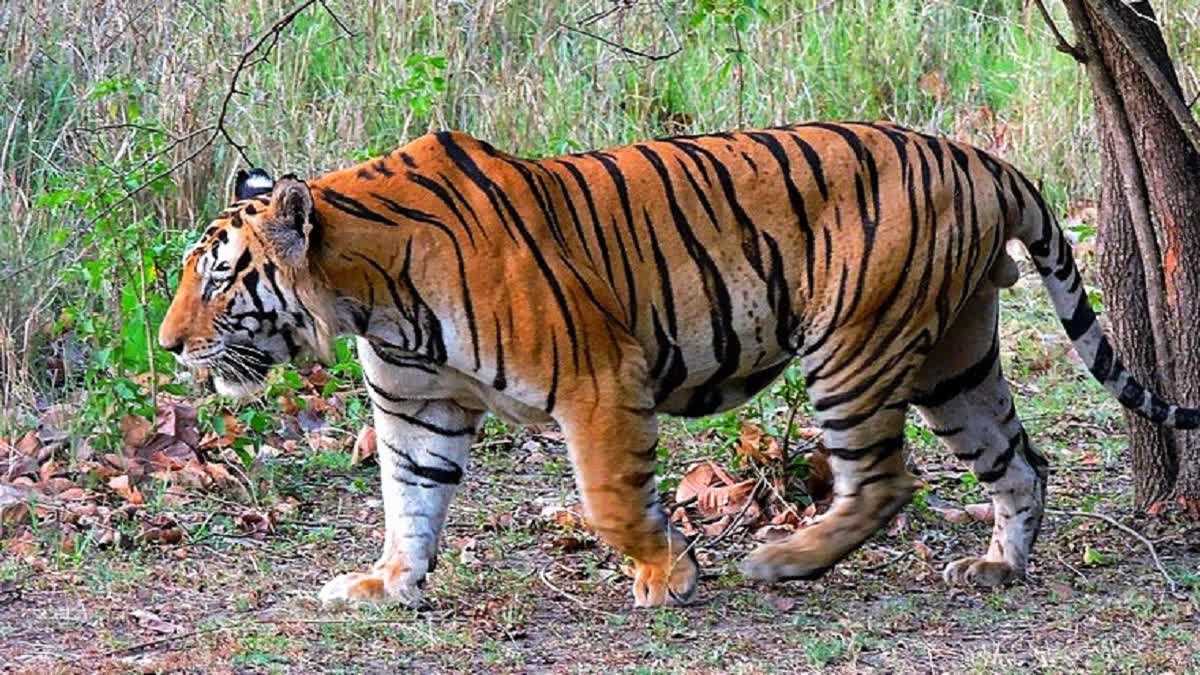 Tiger Spotted In Maharashtra’s SGBA University, Administration Issues Warning